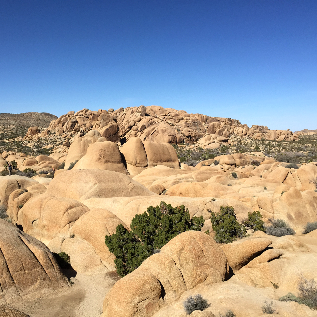 Joshua Tree National Park - Skull Rock